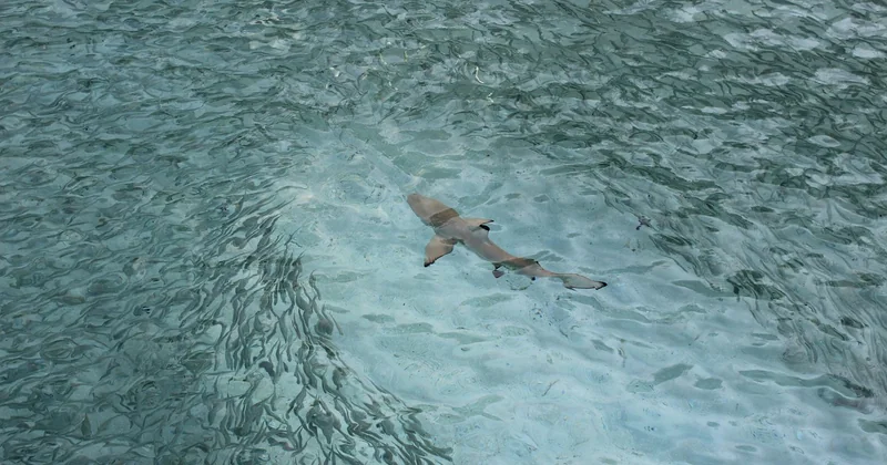 Y a-t-il des requins aux Maldives ?