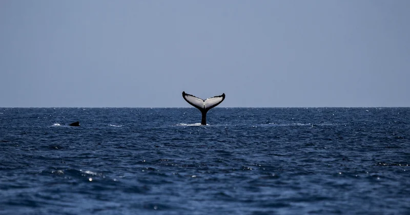 Quel type de baleine peut-on voir en Islande ?