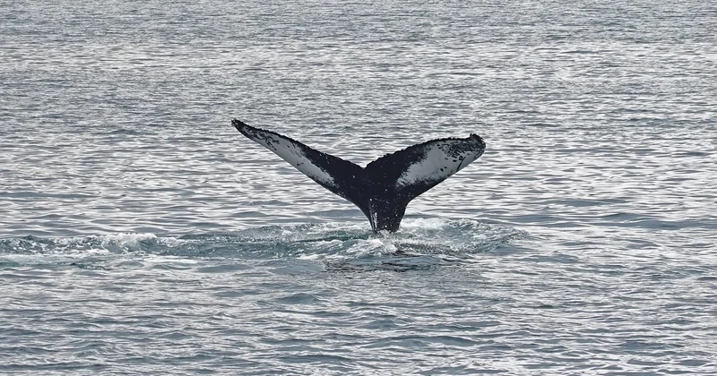 Baleine Reykjavik ou excursion baleine à Húsavík : comment choisir ?