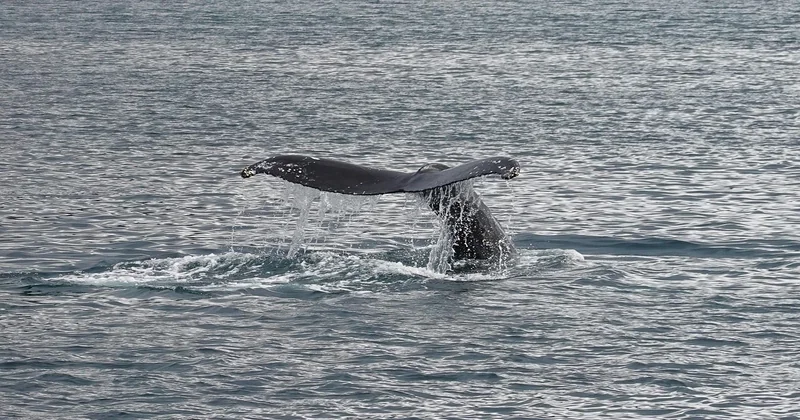 Quelle est la meilleure période pour voir les baleines en Islande ?