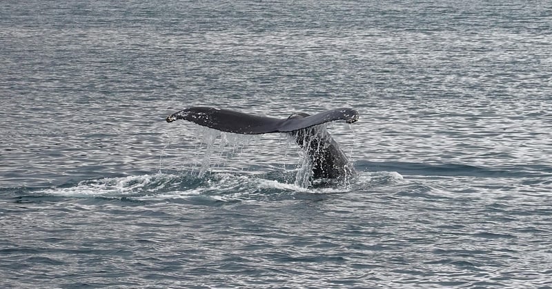 Où observer les baleines en Islande : 7 spots incontournables