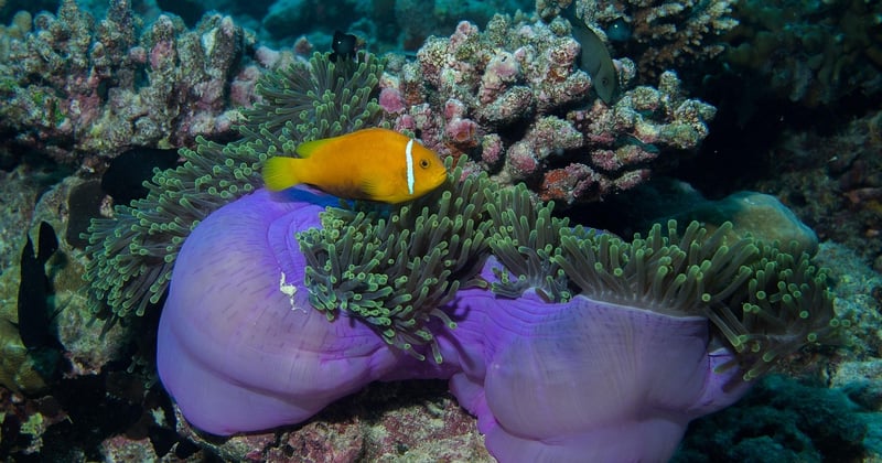Plongée sous-marine aux Maldives pour débutants : le guide rêvé