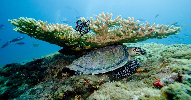 Quelle est la meilleure période pour plonger aux Maldives ?